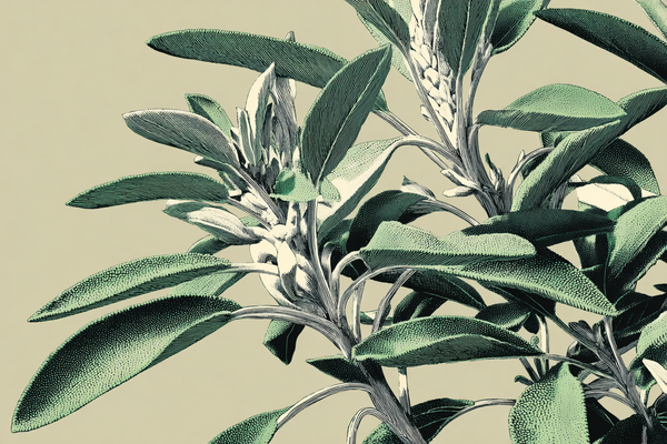 Sage: A Green All-Rounder with History